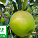 🍏＜햇 아오리＞ 달콤 풋풋한 햇 아오리 사과 ~!! 이미지