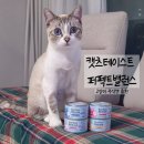 아이캔유통 | [고양이습식]캣츠테이스트 퍼펙트밸런스 주식캔 후기｜기호성·성분·제형 비교 정리