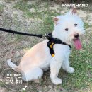 1881 | [❤️입양후기❤️] 1881. 레몬🐶