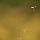 해울한약국 | [자양한약국] 영화 올빼미에서 만난 한의학, 소시호탕 효능