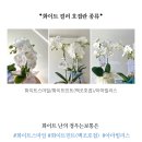 [상견례] 상견례 선물 추천, 플라워아뜰리에정온 상견례난 후기 (내돈내산)