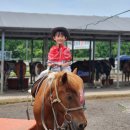 송당승마장 | 제주2주살기 송당승마장 어린이 말타기, 사륜오토바이 ATV체험