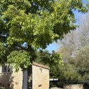 세레나농장 | 마요르카 신혼여행 호텔 핀카세레나 Finca Serena Mallorca 조식 후기