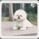 멍멍이천국 이미지