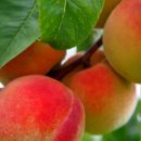 토지금고시장 이미지