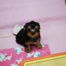 망고베리 이미지