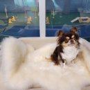 누리마루 Pet유치원 이미지