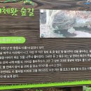 편백세상 이미지