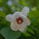 노고단-6 이미지