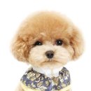 배꼽시개 이미지