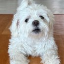 조규만외과동물병원 이미지