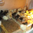 청리농장 이미지