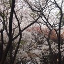 인천 수봉공원 벚꽃구경 이미지