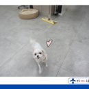 성남다온동물병원 이미지