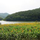 바실라 이미지