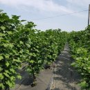 베델농장 이미지