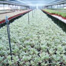 성지농원 이미지