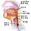 기도와 식도의 차이 이미지