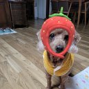 에덴동물병원 이미지