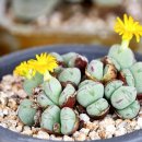 다락민박 이미지