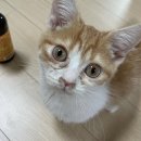 친구가 될 동물병원 | 천안 동물병원 고양이 안과검사 나우동물의료센터 백석점