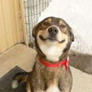 행복한강아지 이미지