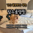 똘이전기 | 여름캠핑은 반려동물동반 가능한 강진글램핑장 림스글램핑 추천
