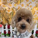 미소짖개 이미지