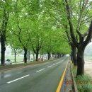 청주가로수길 이미지