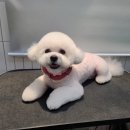 정샘 동물병원 이미지