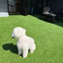 힐링 펫 카페 | 여주반려동물카페 강아지랑 힐링하기 좋은 꿈펫 방문기