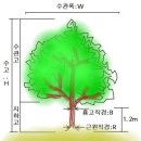 조경수 규격/소나무 가격-조경팀 동대표님 참조 이미지