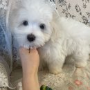 글로리 폭스 꼬똥 이미지