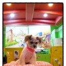 아띠펫살롱 이미지