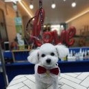 펫파민트 이미지