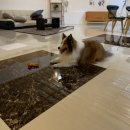 복골온천 애견스파 이미지