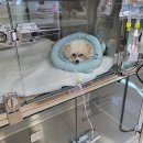 이산동물의료센터 | 강아지 중성화수술 후 관리는? 암컷중성화 비용은? 이산동물의료센터 후기