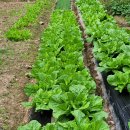 상왕농장 이미지