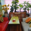 허브나무 이미지