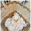 미앤유펫 강아지 고양이 원주점 이미지