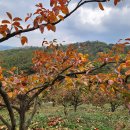 청도농장 이미지