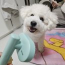 다이소 재료로 사루비아 빼빼로 만드는법 후기