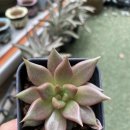 경산 꽃 다육 이미지