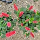 여우꼬리 이미지