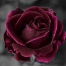 인간의 딜레마 이미지