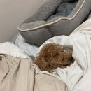 어바웃댕댕 이미지