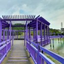 신안칼국수 이미지