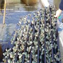 진도힐링민박 이미지