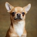 참누리 동물병원 이미지