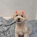 신대동물병원 - 순천시 신대2길 15 | [신대방삼거리 애견미용] 2마리 동시미용 가능한 고마워강아지! 피어프리 가위컷 대만족 후기